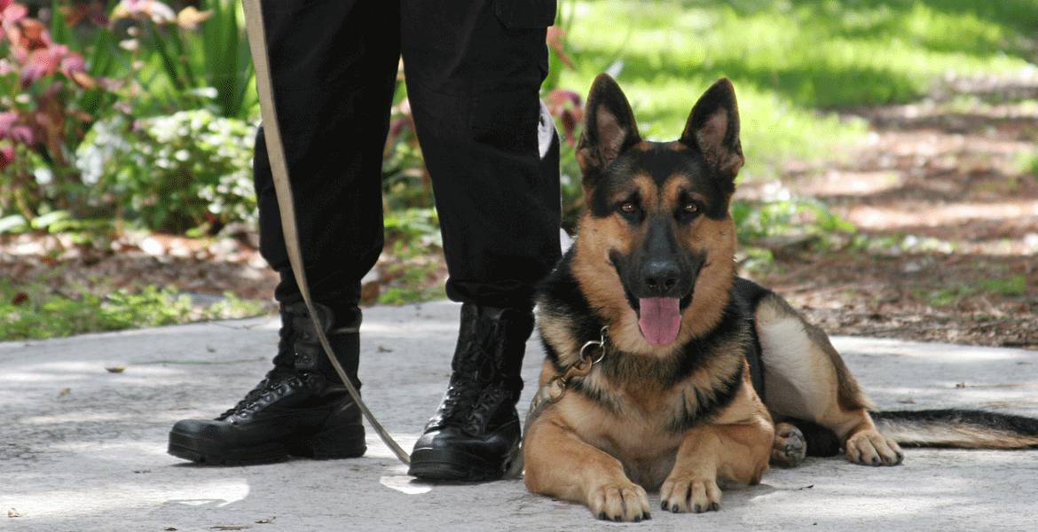 K9 Protection